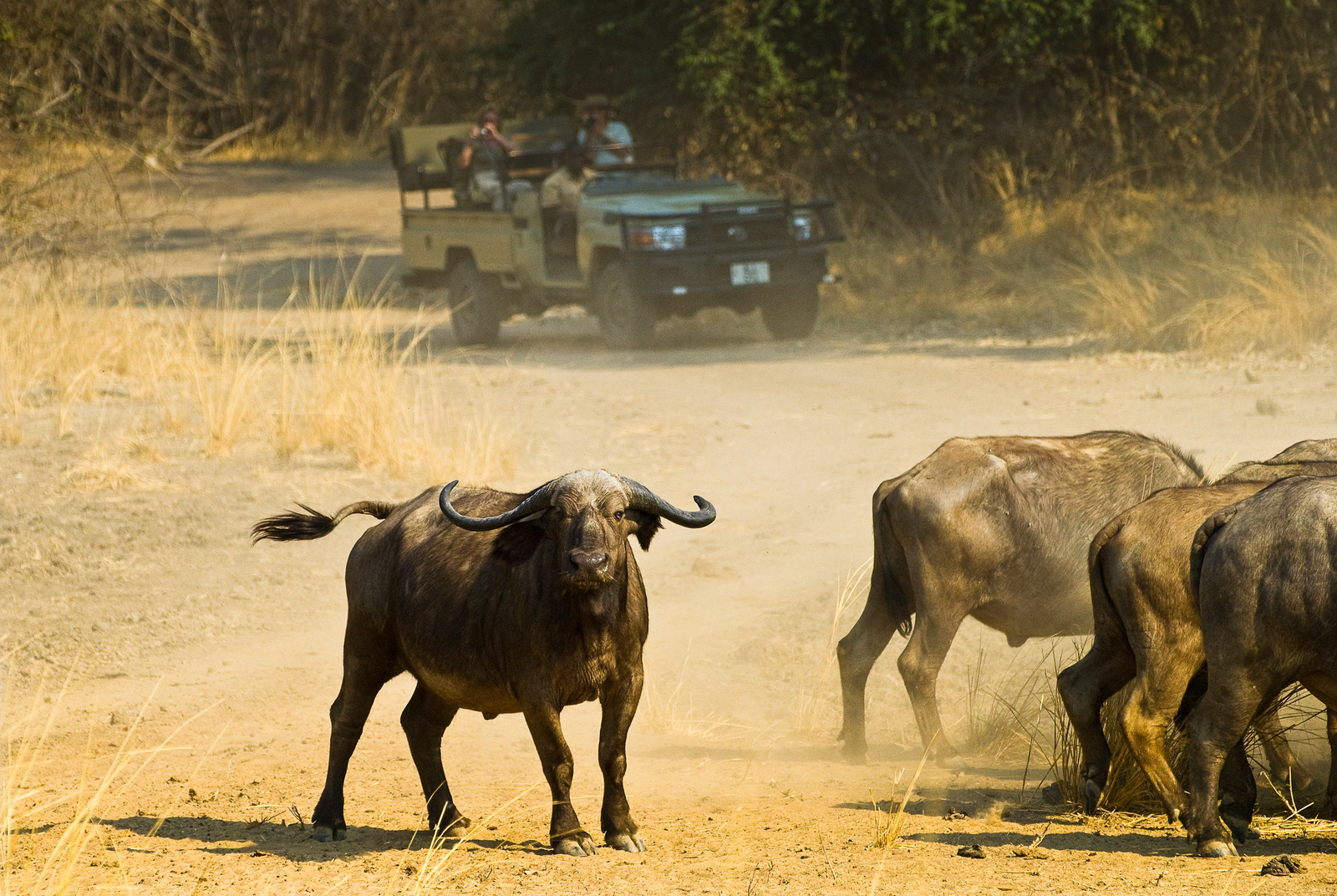 Track and Trail River Camp Track and Trail River Camp: Büffel