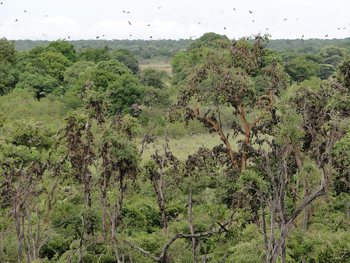 Wasa Lodge: Palmenflughunde hängen in den Bäumen