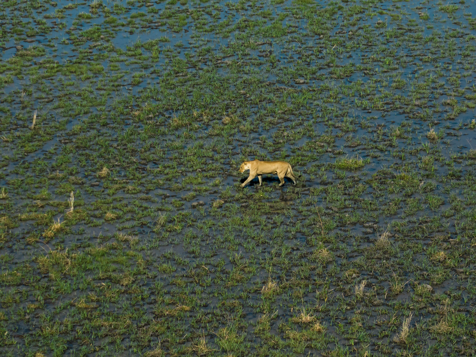 Wilderness Mokete Camp Wilderness Mokete Camp: Löwin