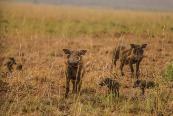 Adere Safari Lodge: Warzenschweine