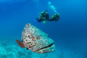 Alphonse Island Lodge: Tauchen