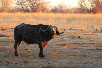 Camp Hwange: Büffel