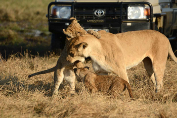 Camp Savuti: Balgende Löwen
