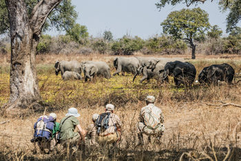 Chikoko Trails: Elefantenbegegnung
