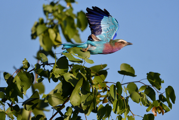 Chilo Ivory Trail Adventure: Gabelracke