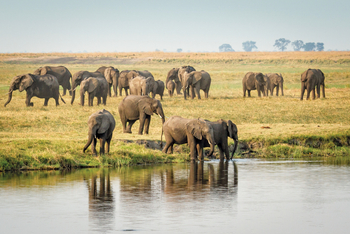 Chobe Game Lodge: Elefanten auf einer Flussinsel