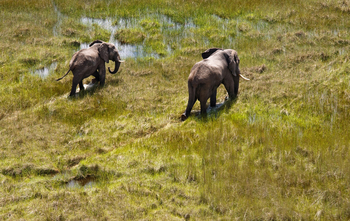 Delta Camp Delta Camp: Elefanten