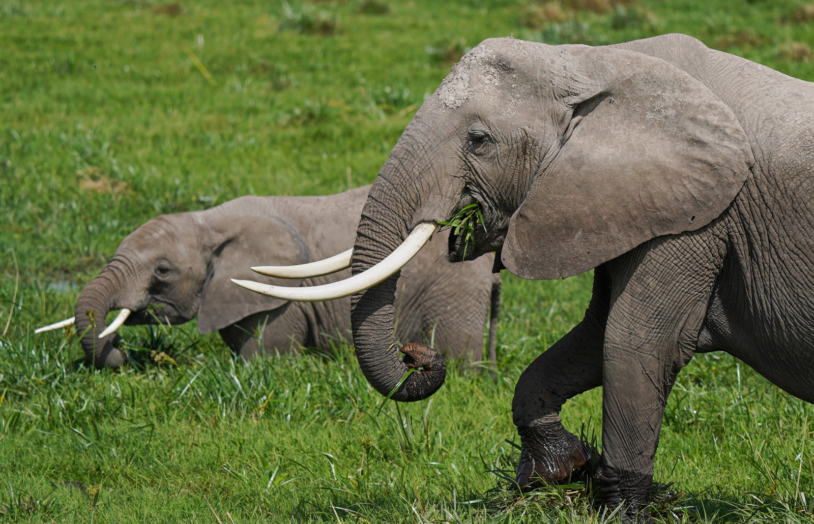 Elewana Tortilis Camp Elewana Tortilis Camp: Elefanten