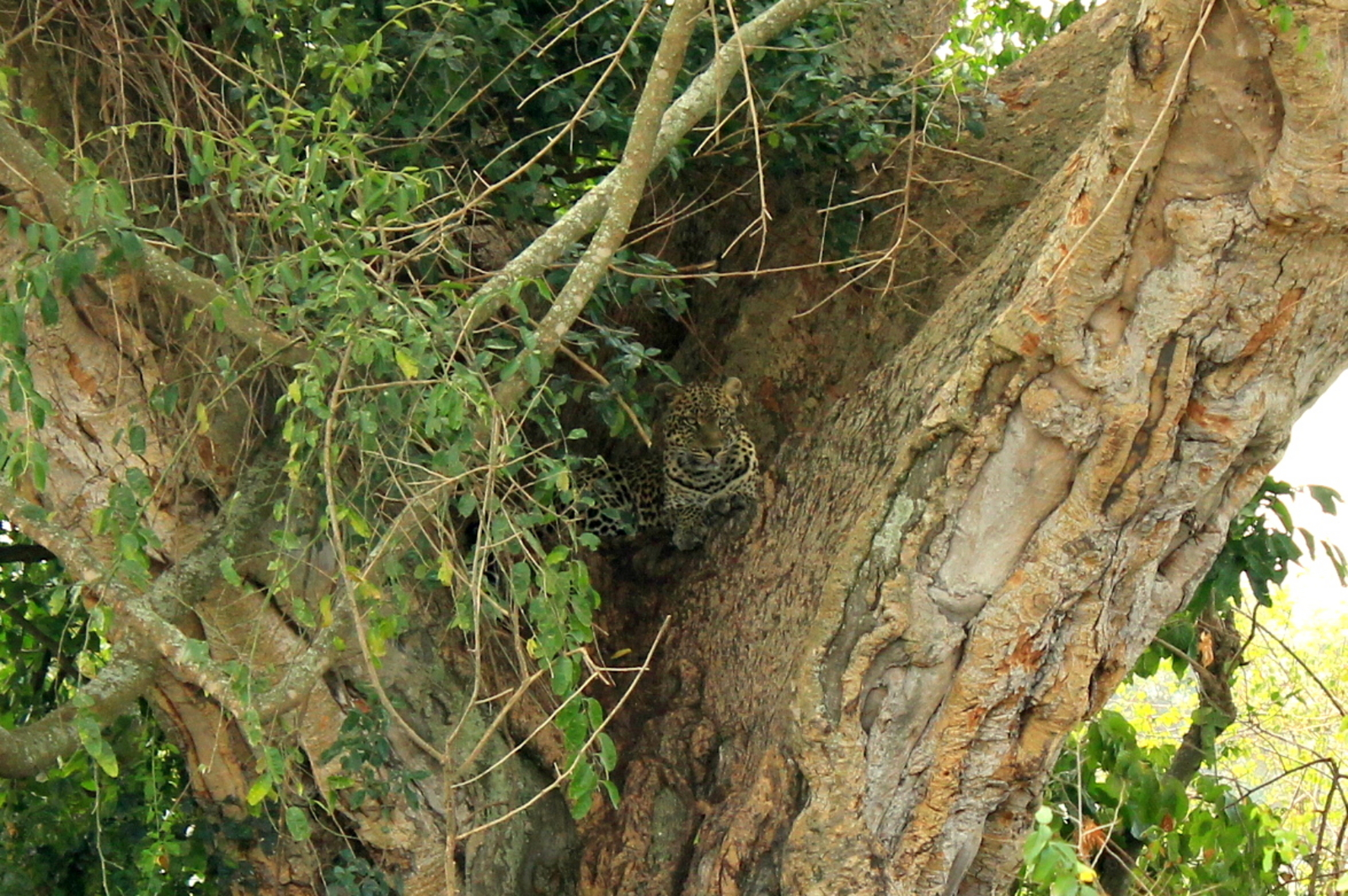 Enjojo Lodge Enjojo Lodge: Leopard