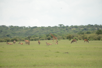 Entim Masai Mara: Giraffe mit Eland