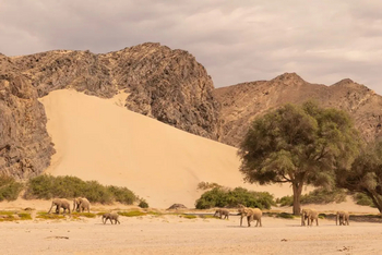 Hoanib Elephant Camp: Elefantenherde