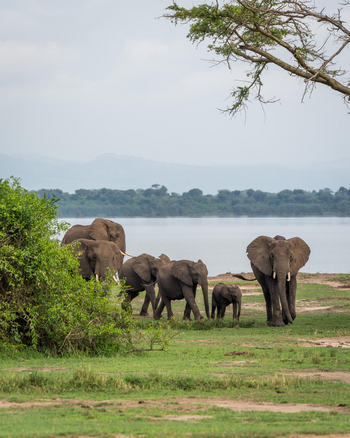 Honey Bear Bushcamp: Elefantenherde