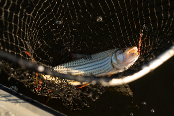 Ichingo Chobe River Lodge: Angeln