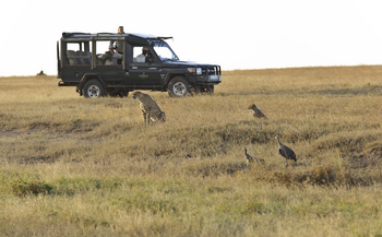 Kicheche Laikipia Camp: Geparden und Perlhühner
