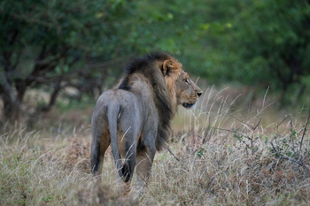 Koro River Camp: Löwe