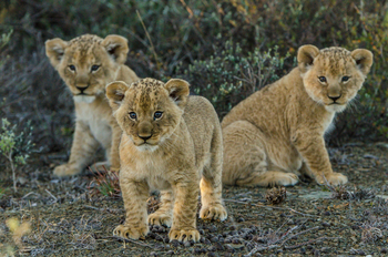 Kwandwe Private Game Reserve: Löwenbabies