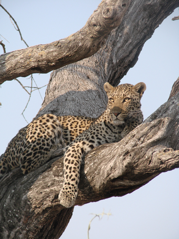 Kwara Camp Kwara Camp: Leopard im Baum