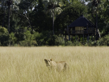 Kwetsani Camp: Löwin im hohen Gras