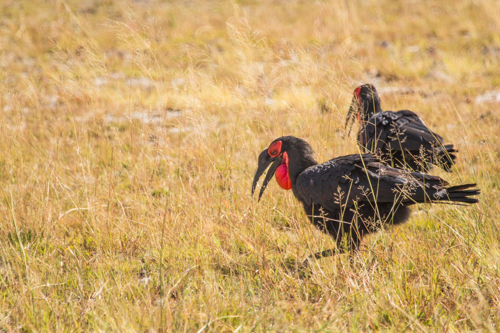 Lagoon Camp Lagoon Camp: Ground Hornbills