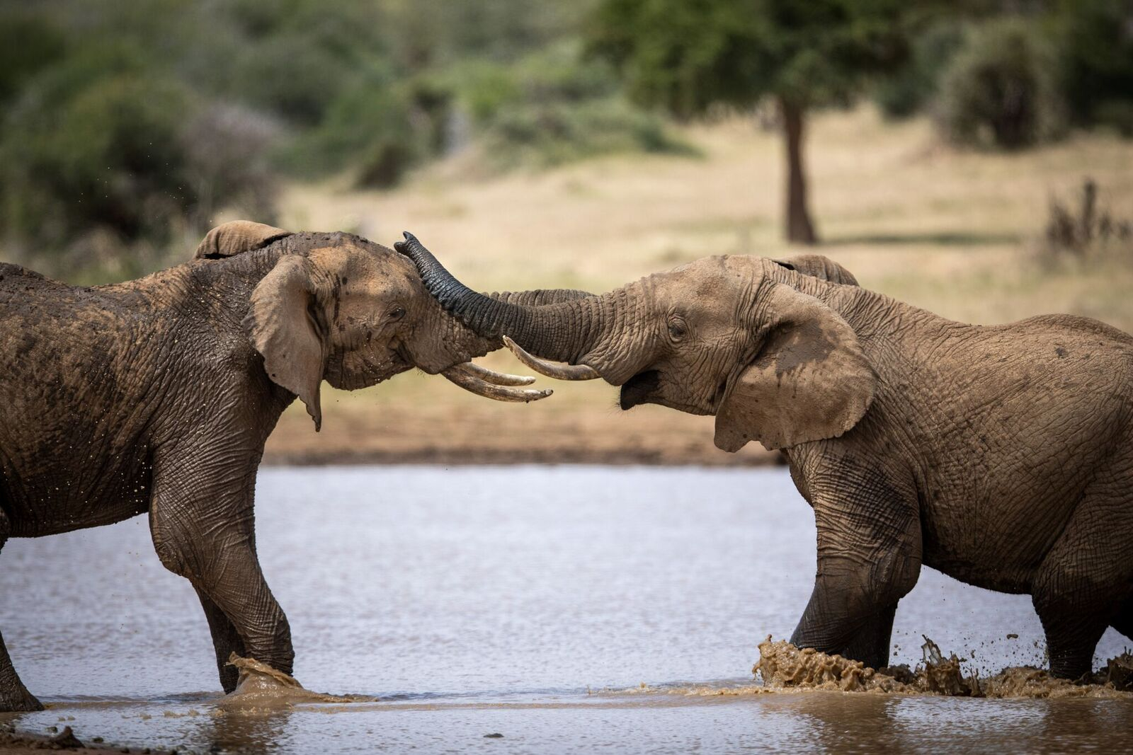 Laikipia Wilderness Camp Laikipia Wilderness Camp: Elefanten im Wasser