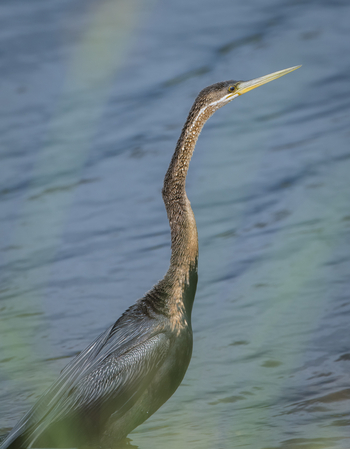 Leopard Plains: African Darter im Boteti River