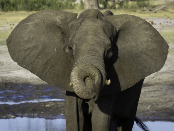 Little Makalolo Camp Little Makalolo Camp: Knoten im Rüssel