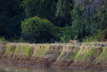Luambe Camp: Leopard am Ufer