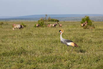 Mara Toto Tree Camp: Kronenkranich