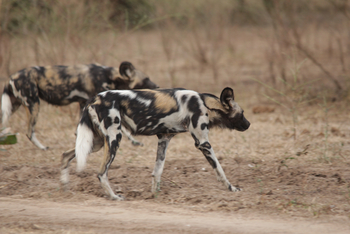 Molori Mashuma: Wildhunde