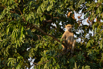 Mpala Jena Camp: Pavian