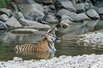 Nahargarh: Badender Tiger