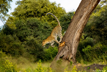 Nambwa Tented Lodge: Bush Walk