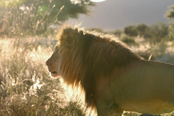 Okonjima Plains Camp: Löwe