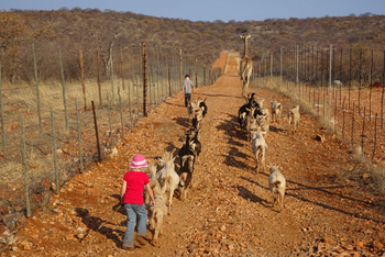 Okutala Lodge: Ziegen und Giraffe