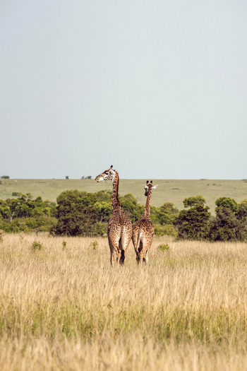 Olare Mara Kempinski: Giraffen von hinten