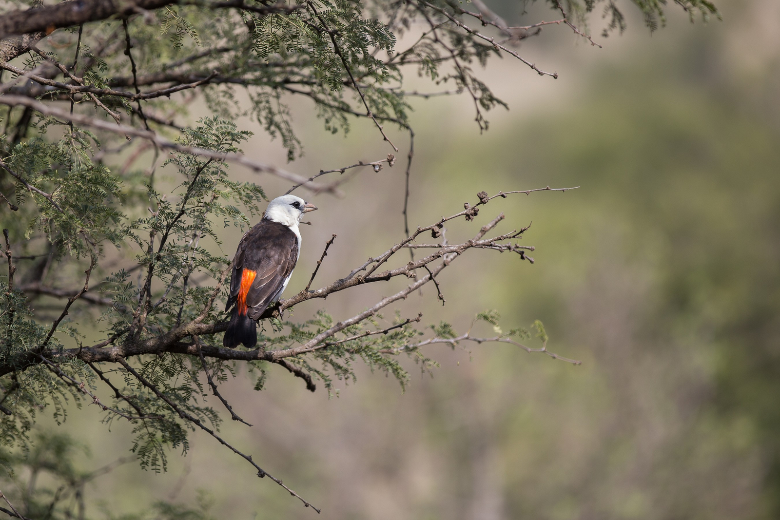 Ole Serai Camp Seronera Ole Serai Camp Seronera: Starweber