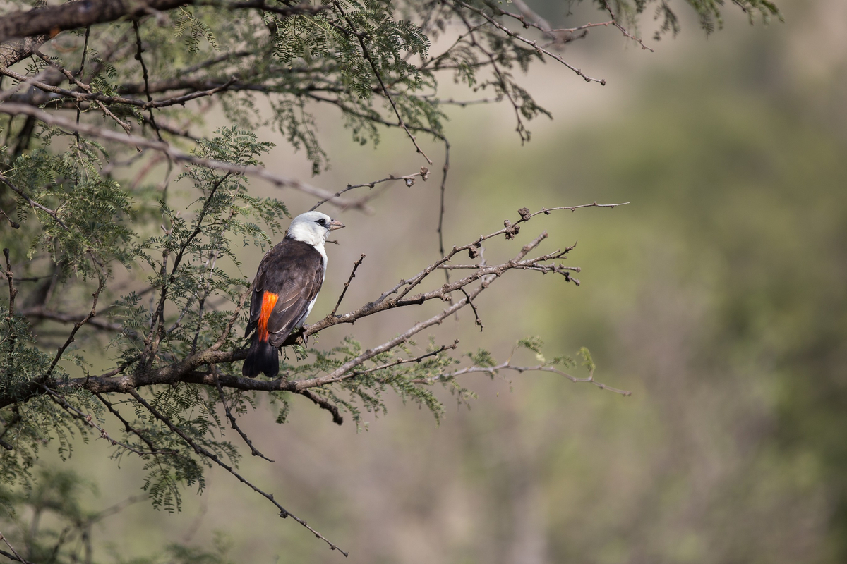 Ole Serai Camp Seronera