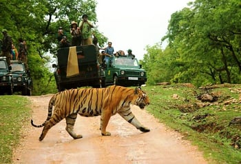 Pench Jungle Camp: Querender Tiger