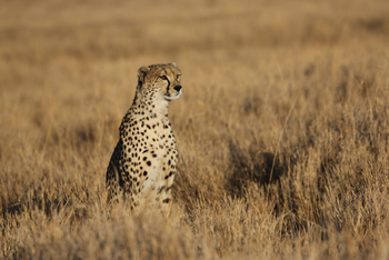Richard's River Camp: Gepard