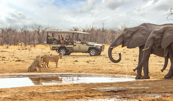 Savute Safari Lodge: Game Drive - Elefanten und Löwen