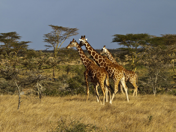 Segera Retreat: Netzgiraffen