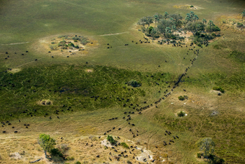 Selinda Camp: Büffelherde
