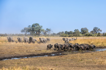 Selinda Camp: Elefanten und Büffel