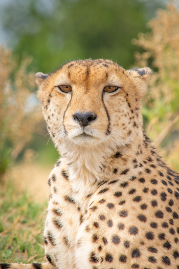 Splash Camp: Gepardengesicht