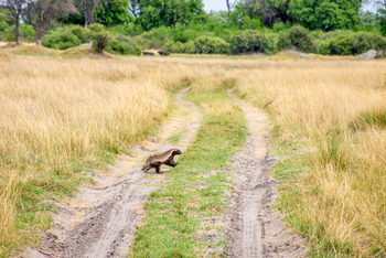 Splash Camp: Honigdachs