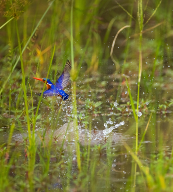 Sungani Lodge Sungani Lodge: Malachite Kingfisher