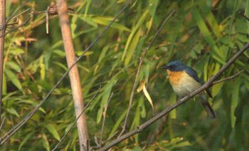 Svasara Jungle Lodge: Tickell’s Blue Flycatcher