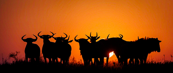 Tanda Tula Safari Camp: Gnus im Gegenlicht