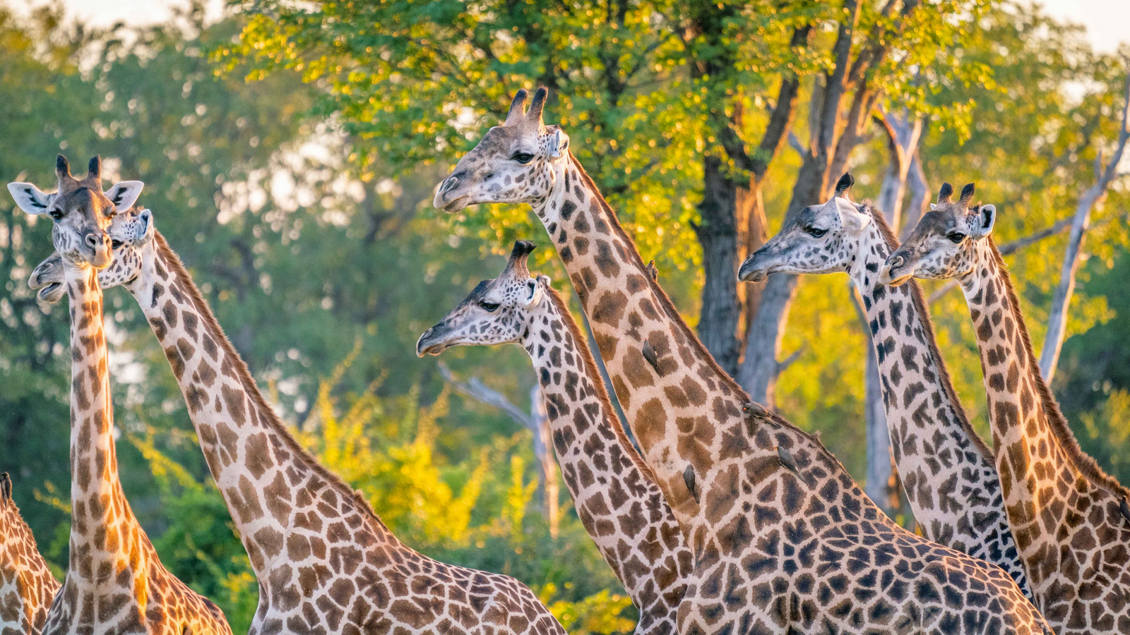 Time + Tide South Luangwa Time + Tide South Luangwa: Giraffenhälse