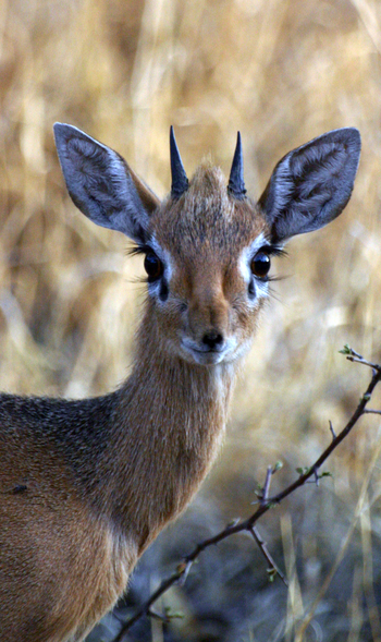 Waterberg Plateau Lodge Waterberg Plateau Lodge: Dik Dik